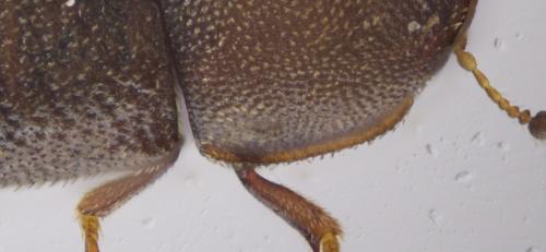 Cis rugulosus